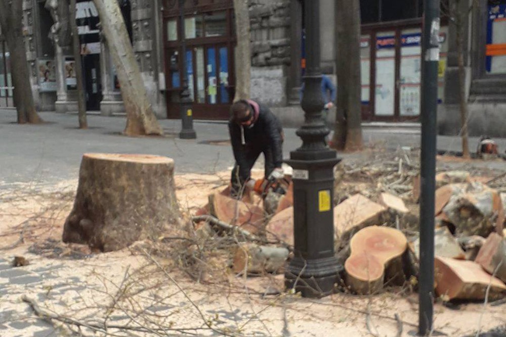 Taglio di alberi in città