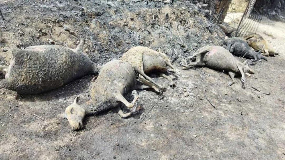 terrorismo ambientale - Anomali morti nel rogo di una fattoria nell'Oristano