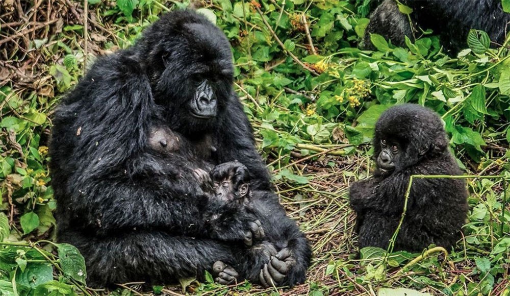 Bracconaggio - Parco Nazionale Vulcani Virunga, i gorilla di montagna