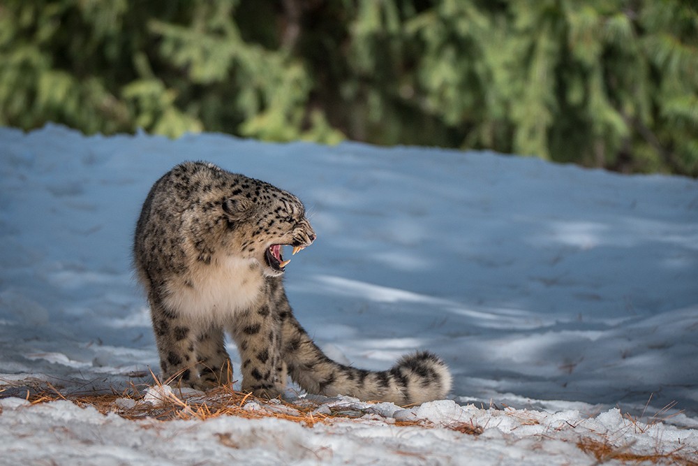 Il leopardo delle nevi, soprannominato "il fantasma delle montagne", usa la coda come sciarpa per corpirsi il muso durante le notti gelide degli altopiani asiatici© WWF Pakistan