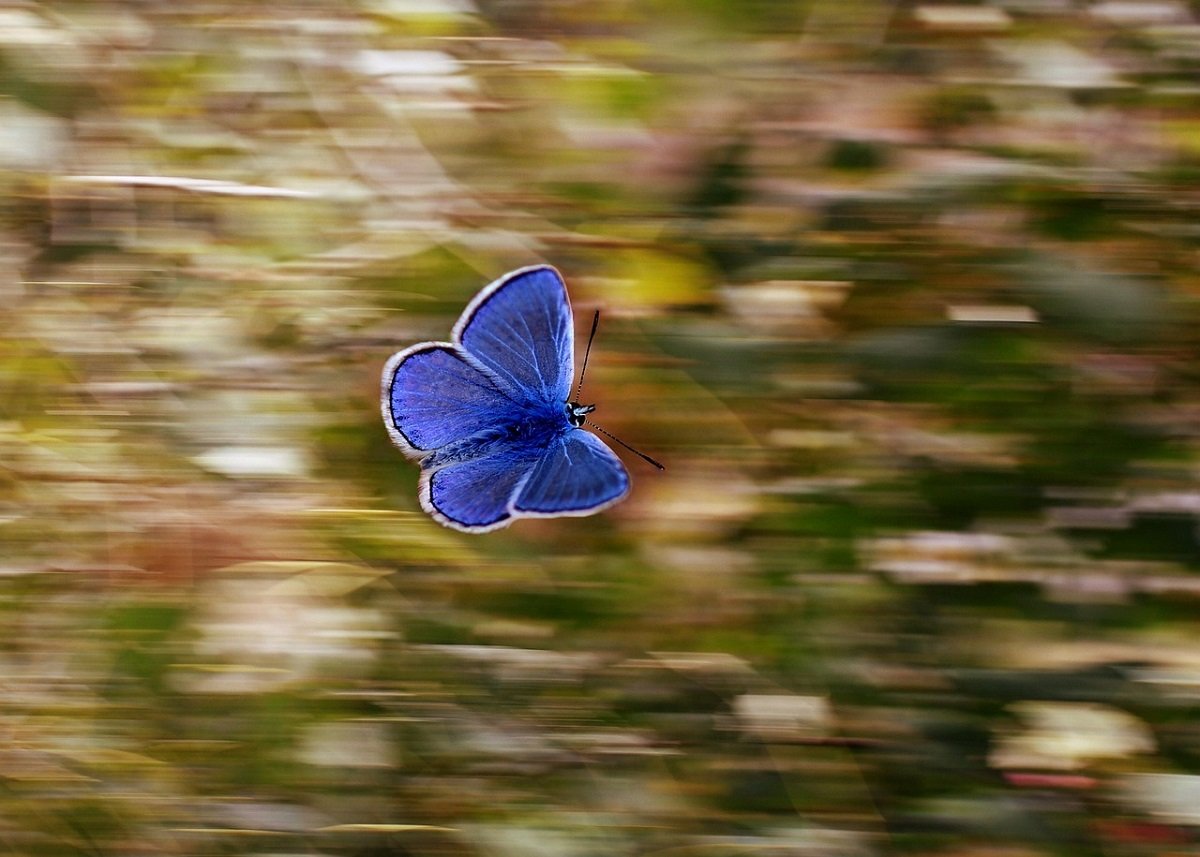 effetto butterfly