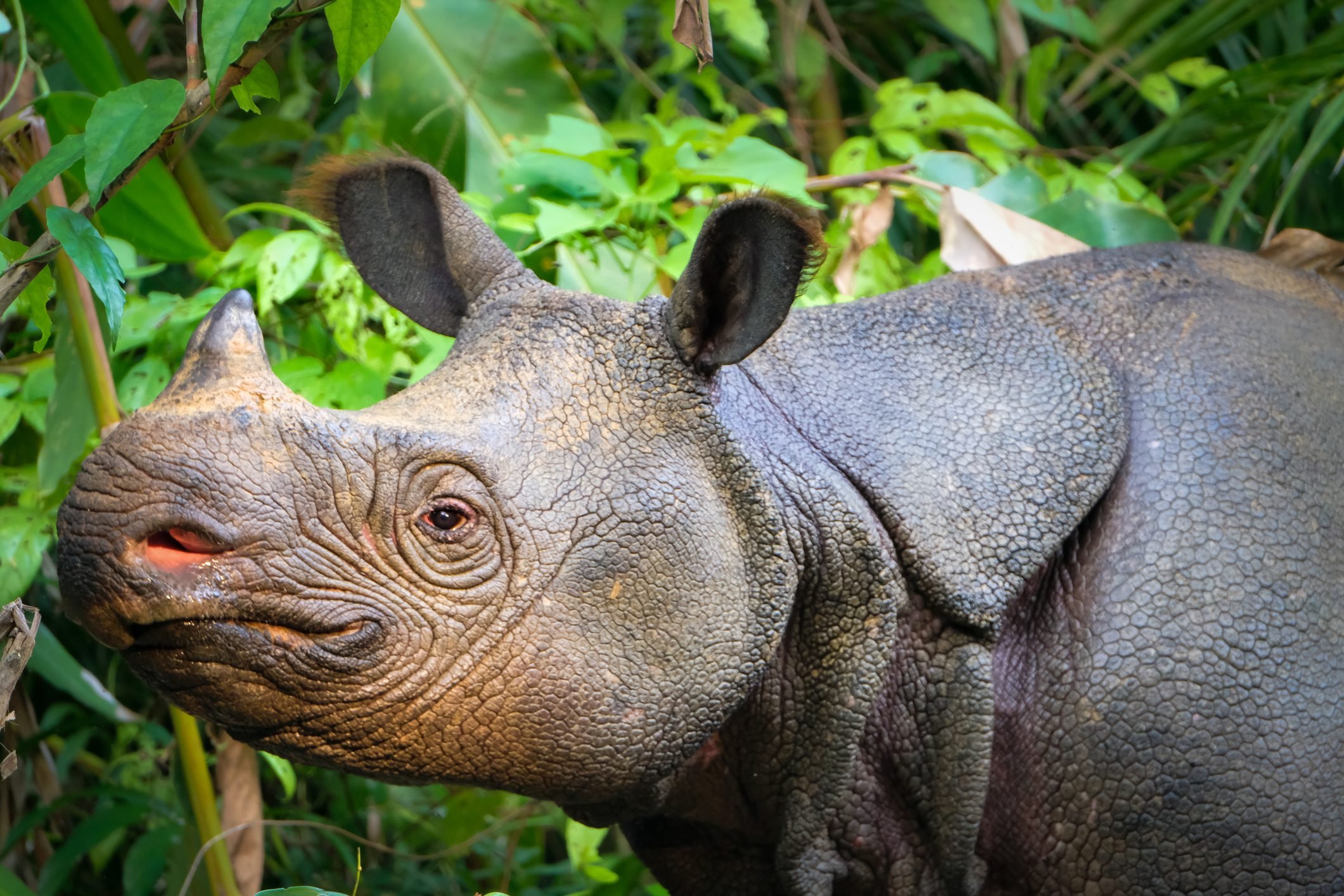 rinoceronte di Giava