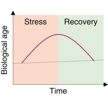 stress grafico