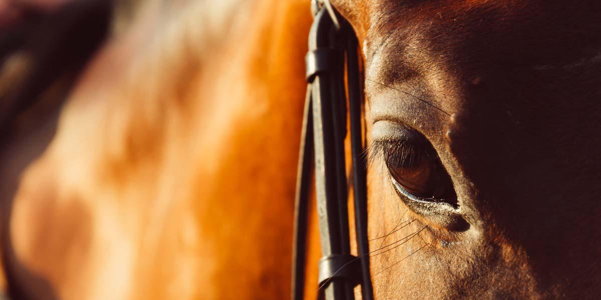 Scuderie e amianto: pericolo per cavalli e cavalieri
