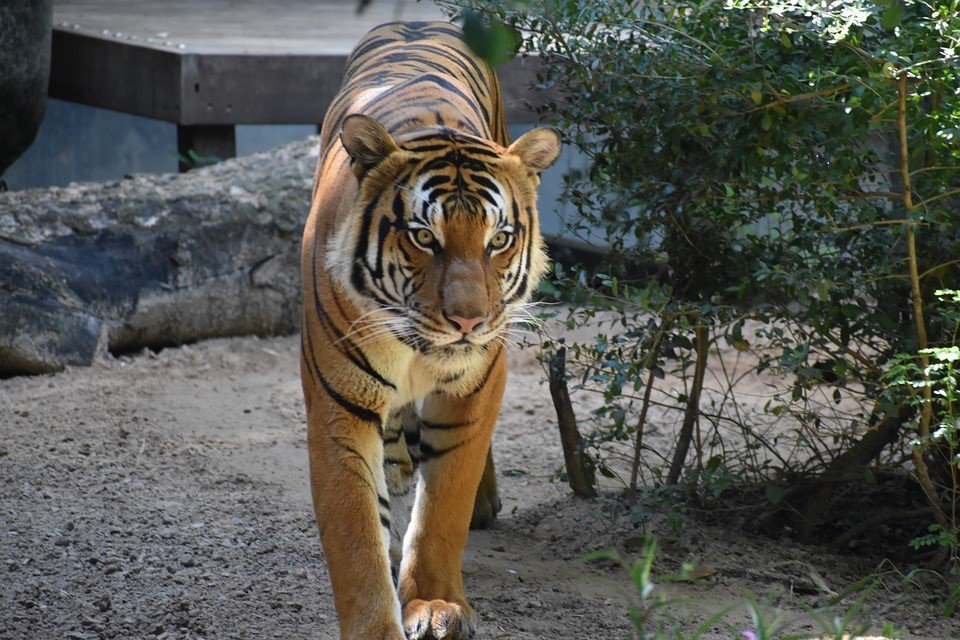 tigre-Malaysia